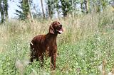 SETTER IRLANDAIS 082
